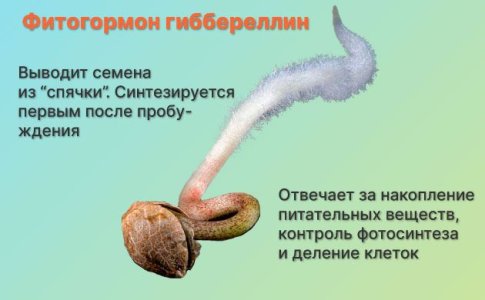 Фитогормоны для конопли