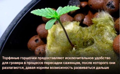 Горшки для саженцев конопли