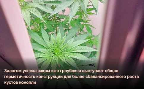 Закрытый гроубокс для конопли Закрытый гроубокс для конопли
