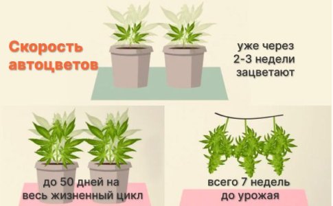 Как быстро растут автоцветы Как быстро растут автоцветы
