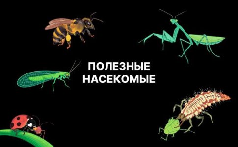 Полезные насекомые для конопли