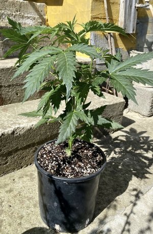 IMG_7926.jpeg