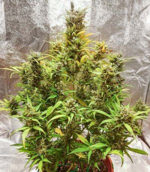 Crime-Caramel-Auto-fem--sort-marihuany__kChv2x3SS0BkTfMq.jpg