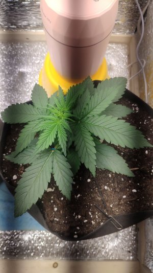Zkittelz.jpg