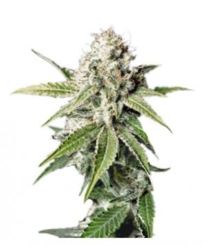 white widow.jpg