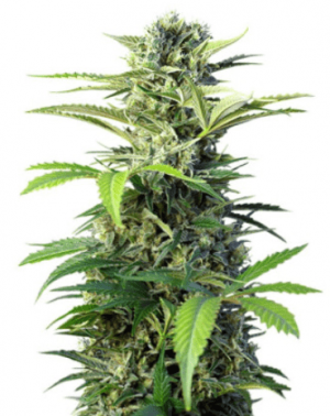 Сорт конопли Chem Beyond Diesel CBD от Sweet Seeds
