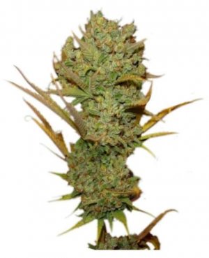 super silver haze.jpg
