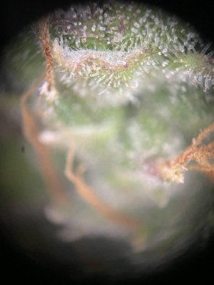 IMG_0523.jpeg