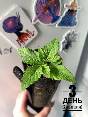 IMG_8408.jpeg