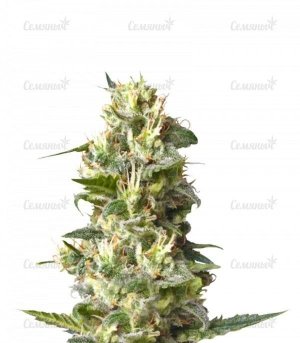 sort_Lemon_Shining_Silver_Haze_Lemon_Haze__HZyBI6jJuFbG4Al3.jpg