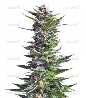 sort_Shining_Silver_Haze__B3ibzejgtrJugz7n.jpg