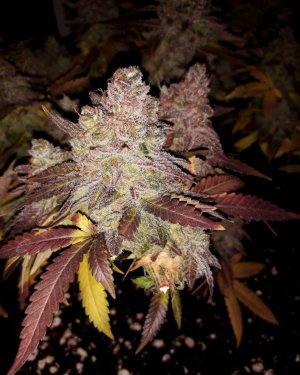 super-lemon-haze-fem-Semyanich__gdndAp3Er6Yz87v6.jpg