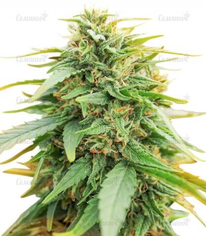 sort-Deepforest-Super-Auto__RAwAM5znaEhQml7k.jpg
