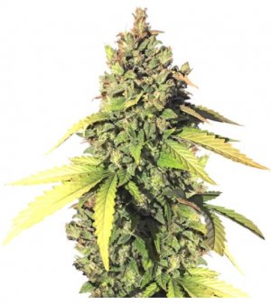 gorilla auto.jpg
