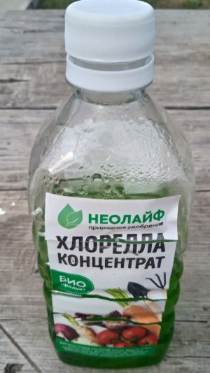 Хлорелла.jpg