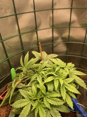 IMG_2920.jpeg.51e42f69f93945f0bf38aa9aeab85001.jpeg