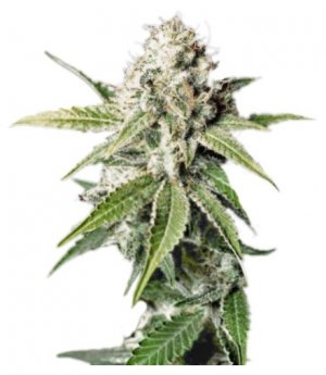 white widow ghs.jpg