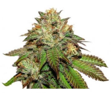 bubba kush ghs.jpg