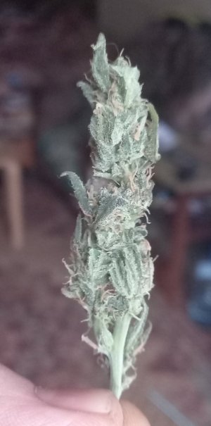 20230824_183153.jpg