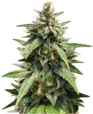 gorilla glue#4.jpg