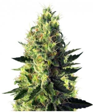 sweet pure cbd.jpg