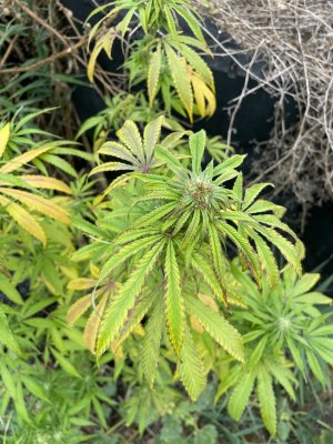 IMG_2118.jpeg