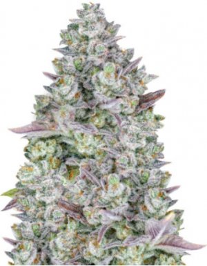 gorilla cookies auto.jpg gorilla cookies auto.jpg
