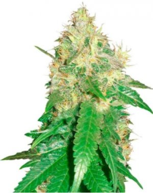 northern light blue.jpg