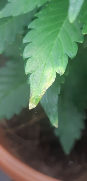 IMG_20220112_210808_417.jpg