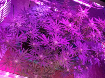 gorilla-glue-4-fem-anesia-seeds__07xwaBpIP41PUhXq.jpg