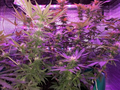 gorilla-glue-4-fem-anesia-seeds__Nu53PdinHa9umCyk.jpg