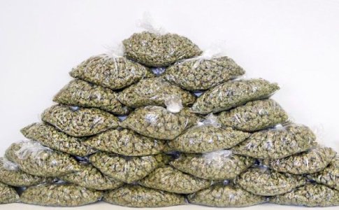 Урожайность куста конопли Урожайность куста конопли