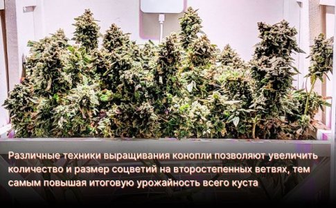 Как повысить урожайность конопли Как повысить урожайность конопли