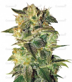 sort_Sugar_Mango_Ryder_auto__oaowOT1HnX7g9Lwf.jpg