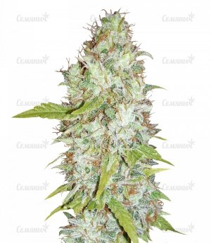 sort_Afghan_Kush_X_Skunk__XCfZtQy7HM5tFG9T.jpg sort_Afghan_Kush_X_Skunk__XCfZtQy7HM5tFG9T.jpg