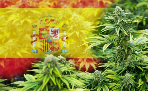 marihuana-espana.jpg