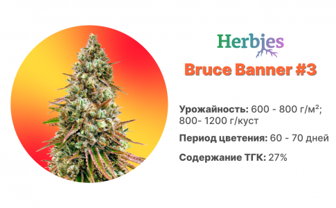 Bruce Banner #3 Bruce Banner #3