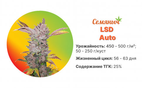 LSD Auto