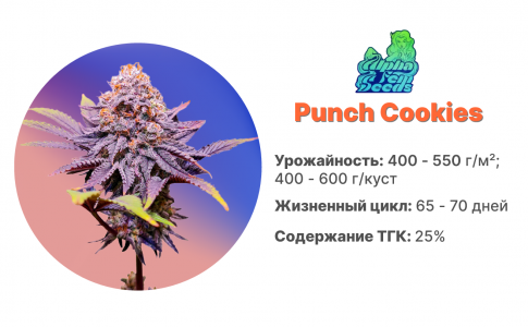 Punch Cookies Punch Cookies