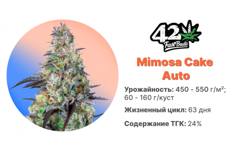 Mimosa Cake Auto