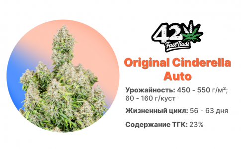 Original Cinderella Auto