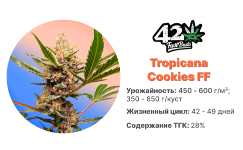 Tropicana Cookies FF