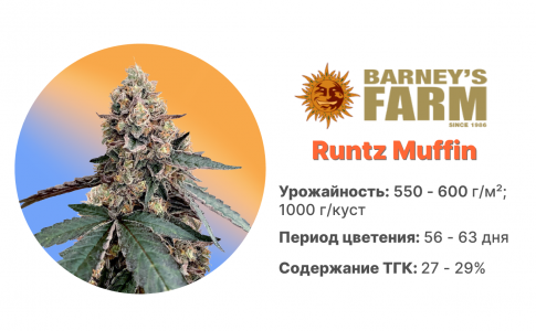 Runtz Muffin