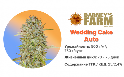 Wedding Cake Auto