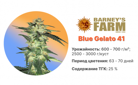 Blue Gelato 41