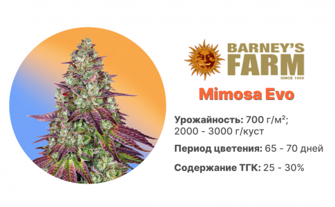Mimosa Evo