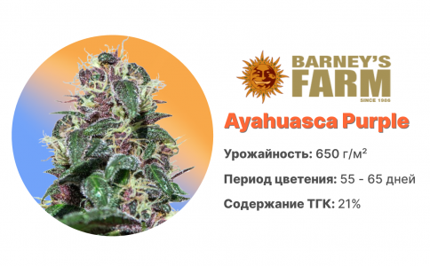 Ayahuasca Purple