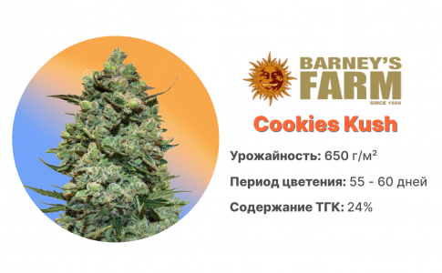 Cookies Kush