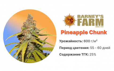 Pineapple Chunk Pineapple Chunk