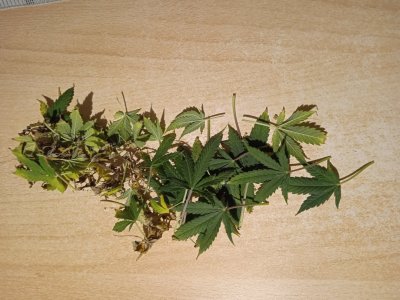 IMG_20240117_082601.jpg